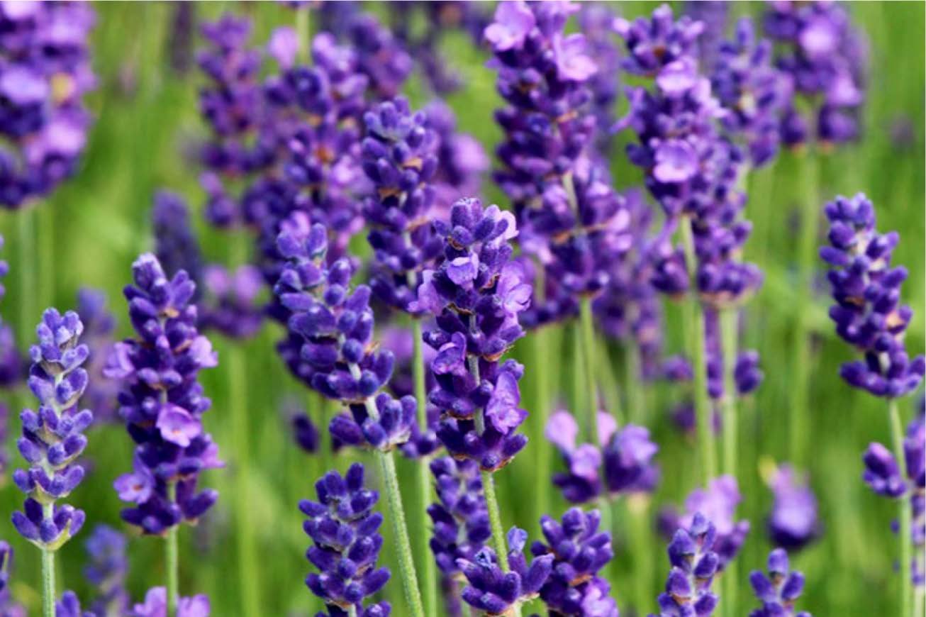 Lavanda