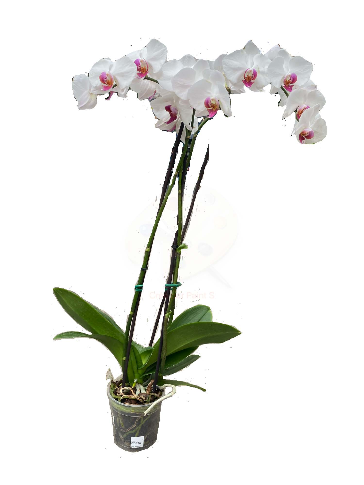 Orquidea - Imatge 2
