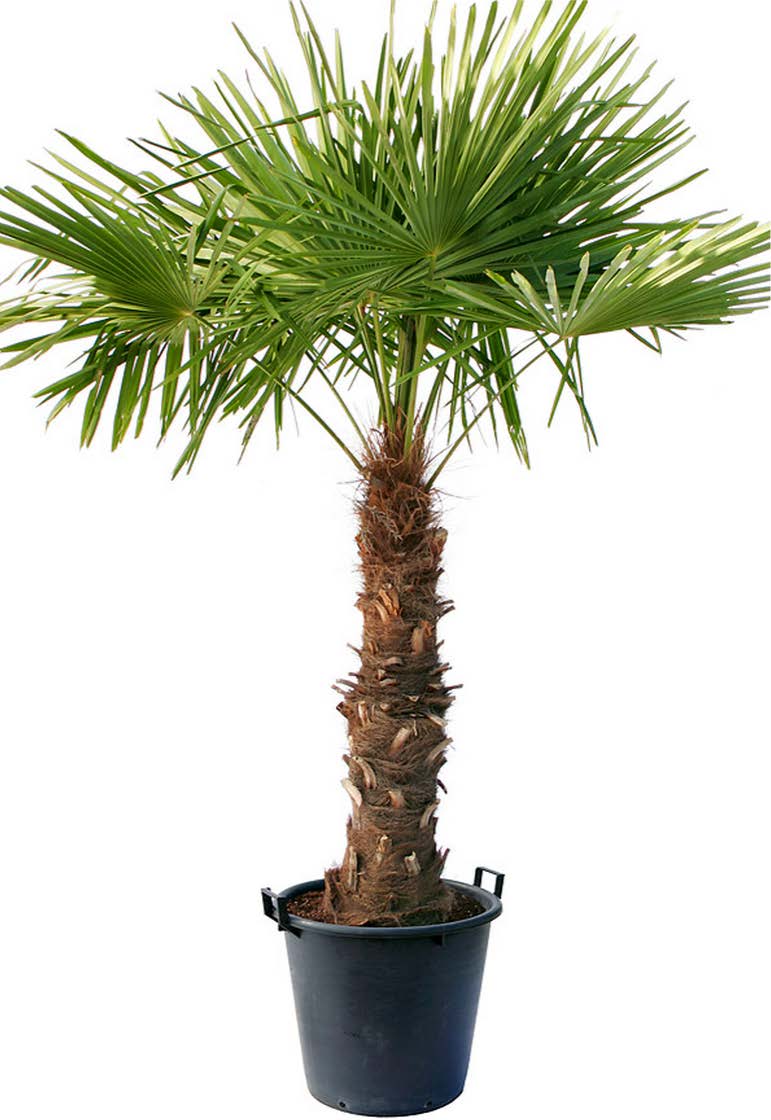 Palmera Trachiacarpus