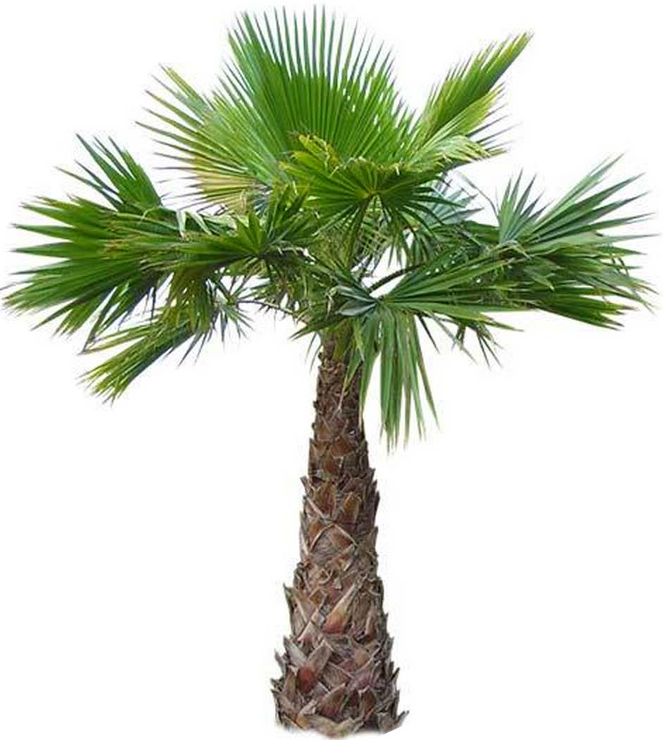 Palmera Washingtonia